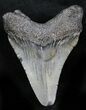 Bargain Juvenile Megalodon Tooth - South Carolina #27995-1